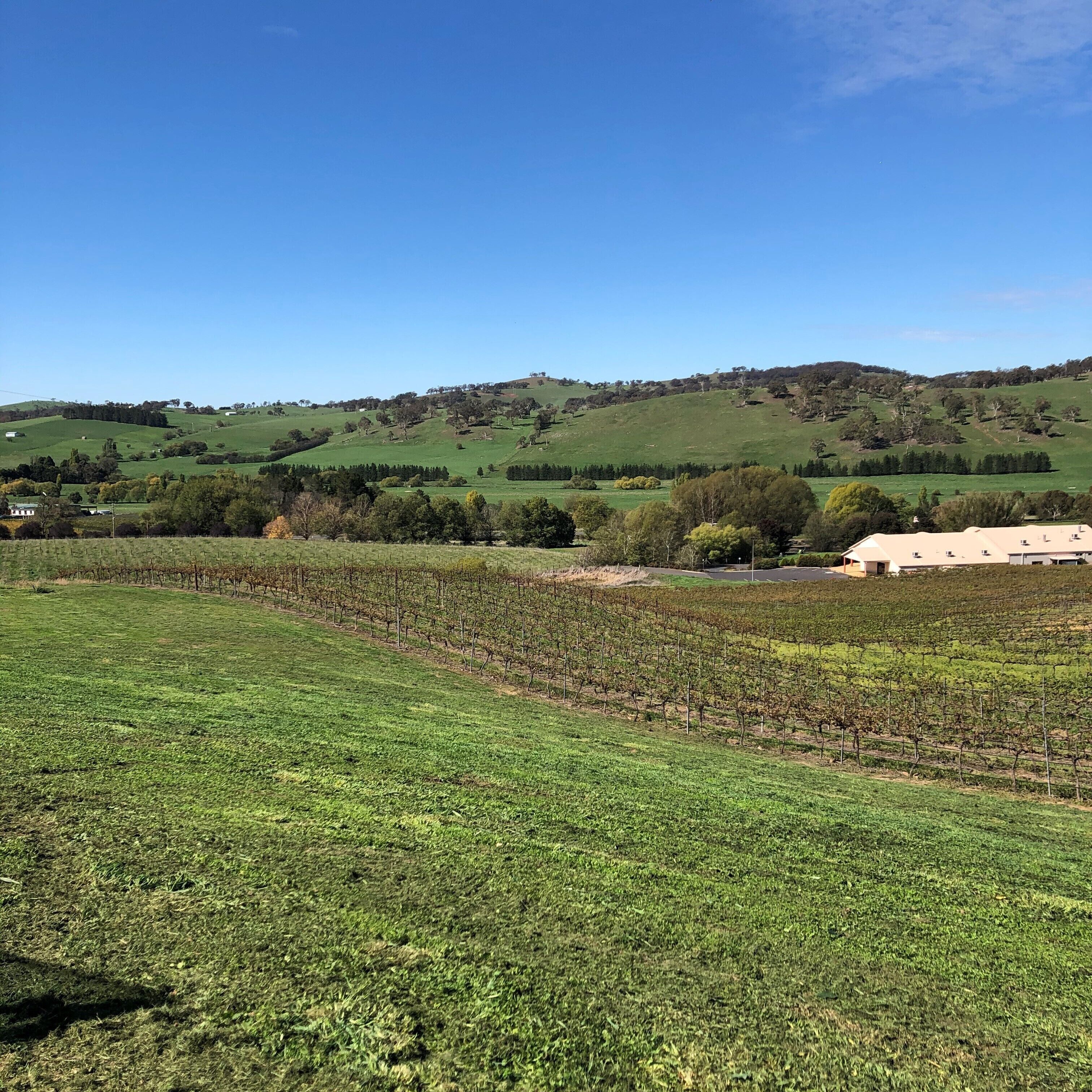 A vineyard with rows of grapevines and a building in the background.