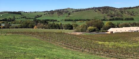 A vineyard with rows of grapevines and a building in the background.