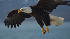 Un águila calva volando sobre un fondo desenfocado.