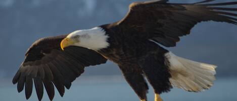 A bald eagle in flight with a blurred background.