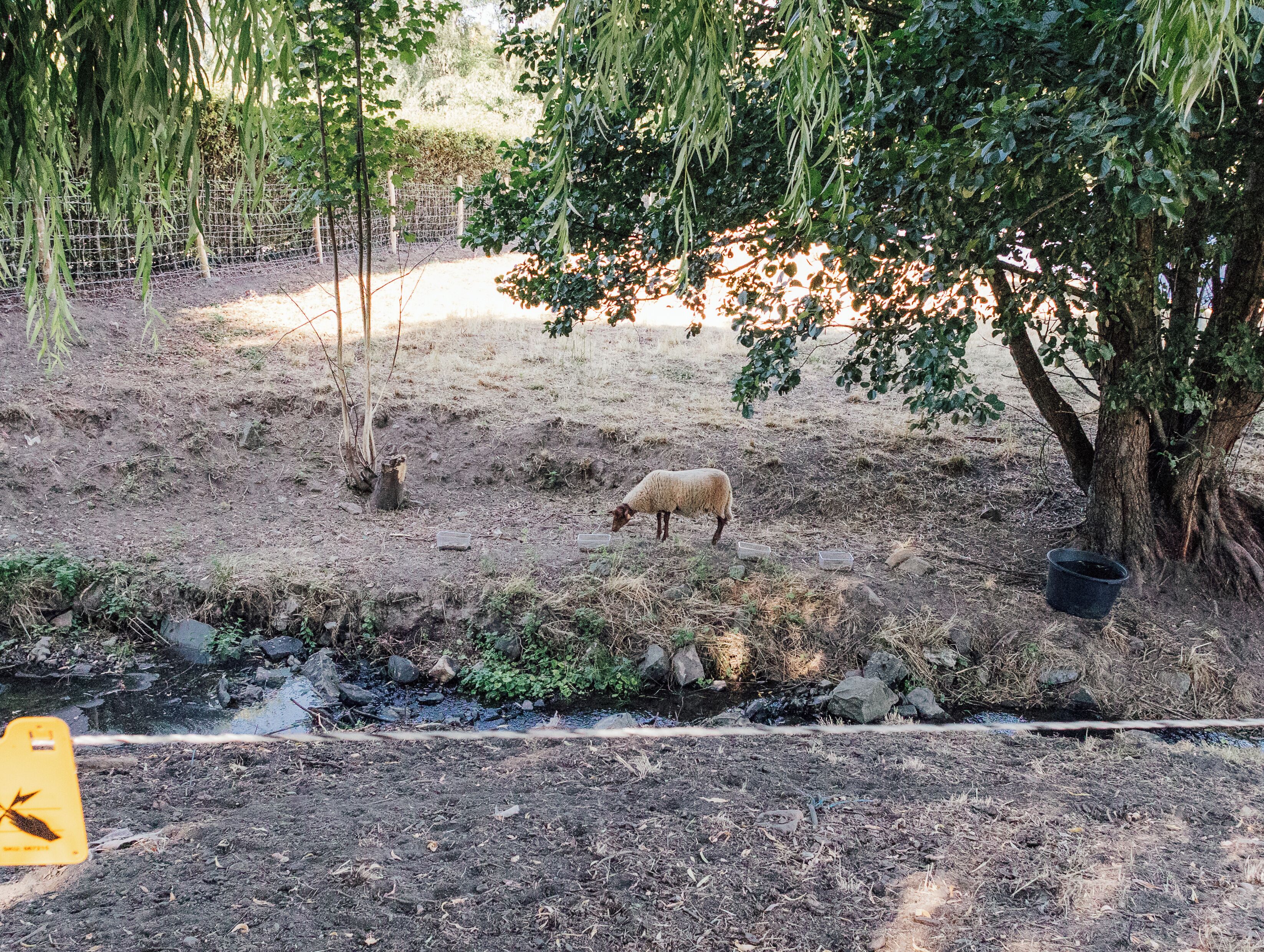 Een landelijk landschap met een schaap dat graast nabij een boom en een hek.