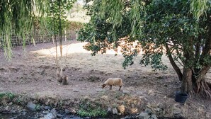 Un paisaje rural con una oveja pastando cerca de un árbol y una valla.