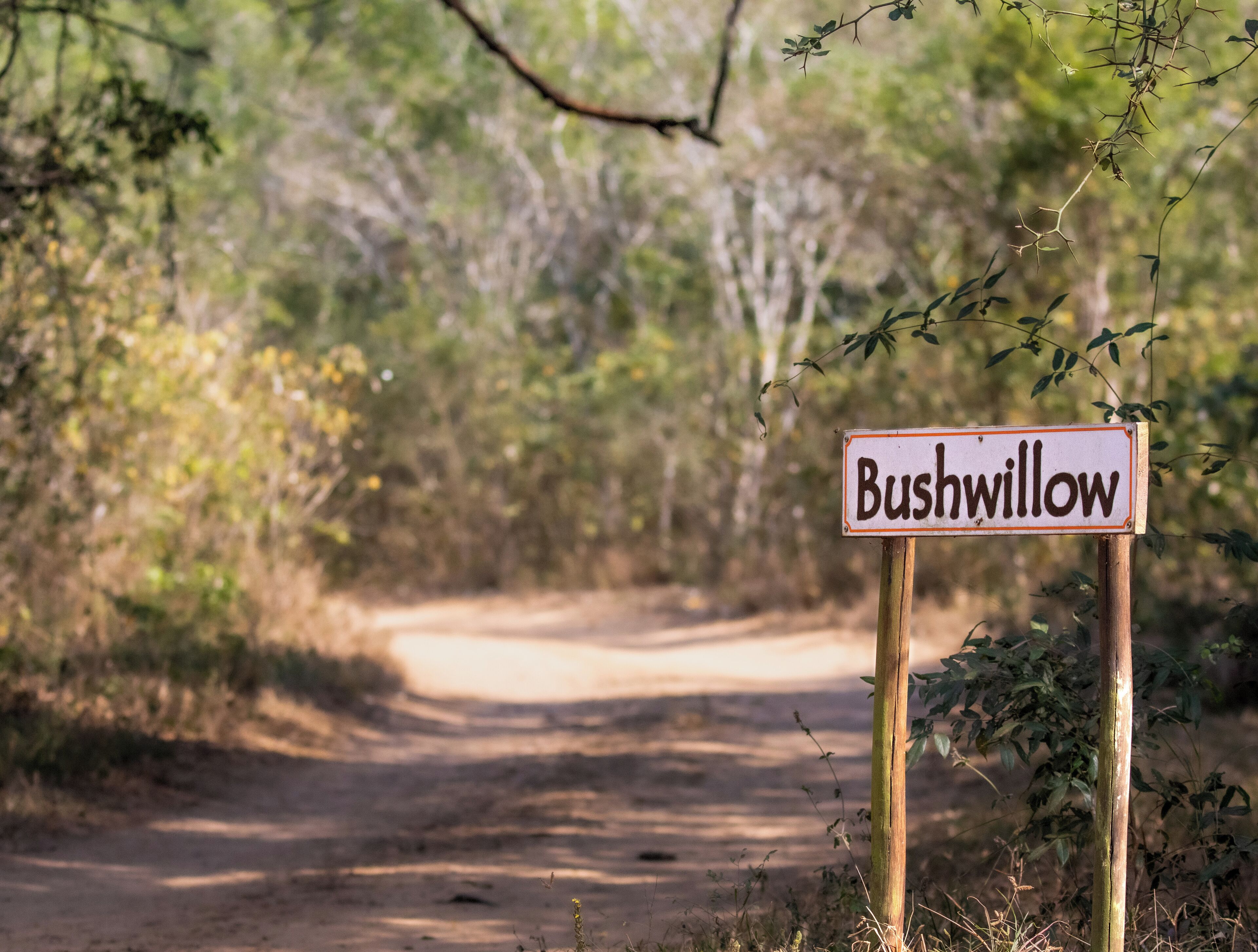A sign reading "Bushwillow" on a wooden post beside a dirt path surrounded by trees.