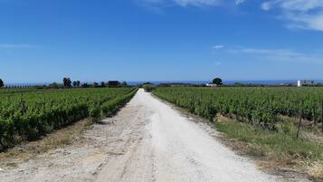 A vineyard with rows of grapevines and a dirt road leading through it.