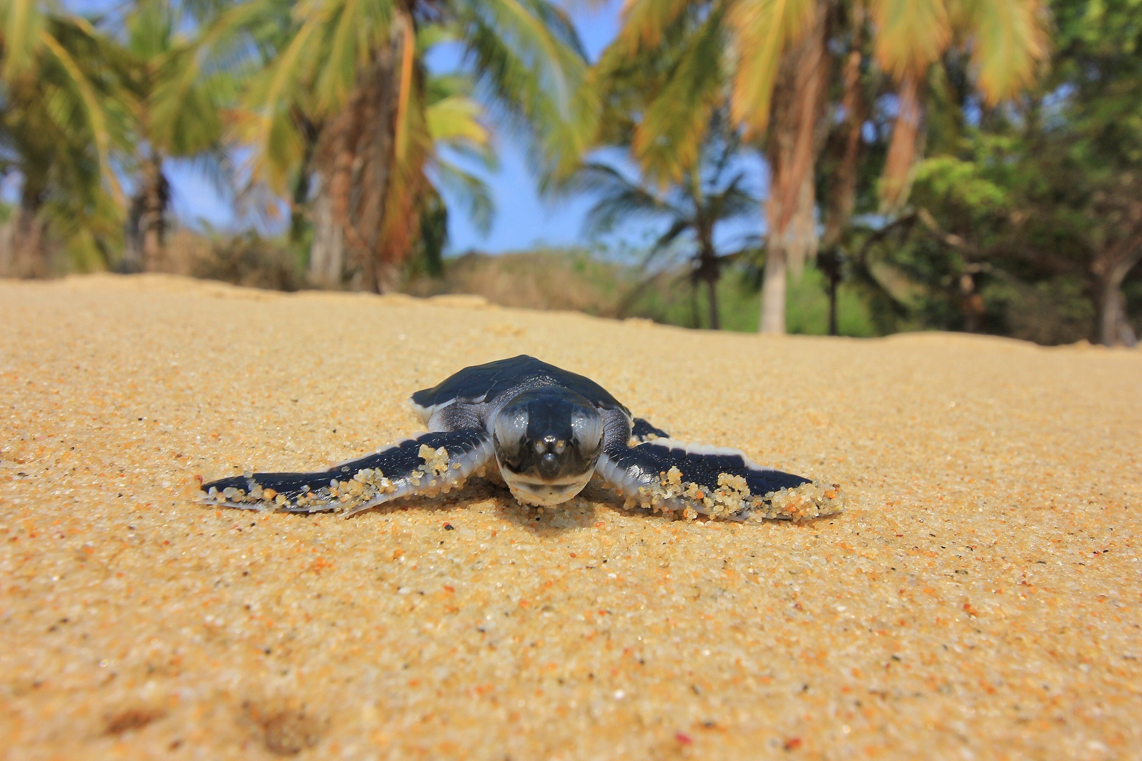 Foto - Bungalows Santa Cruz