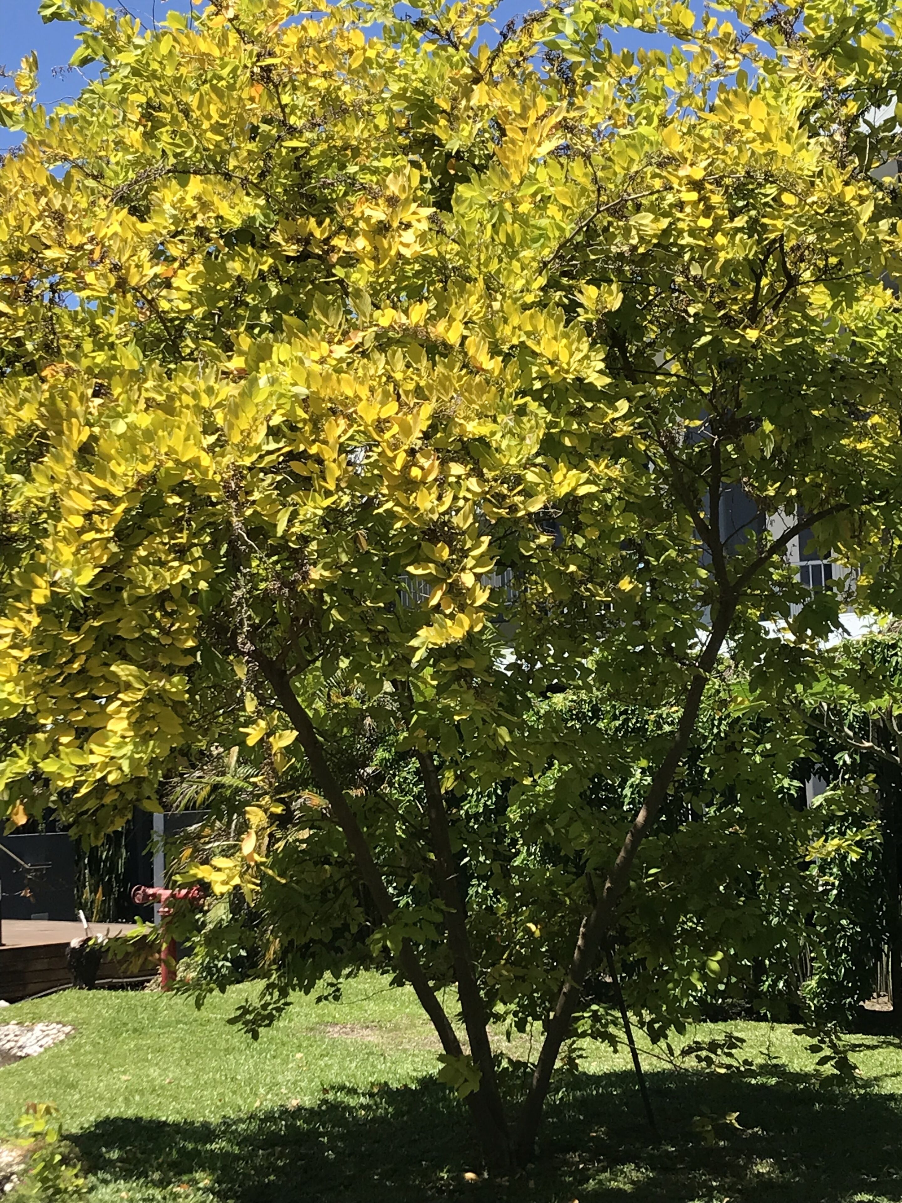 A tree with yellow leaves in a grassy area.