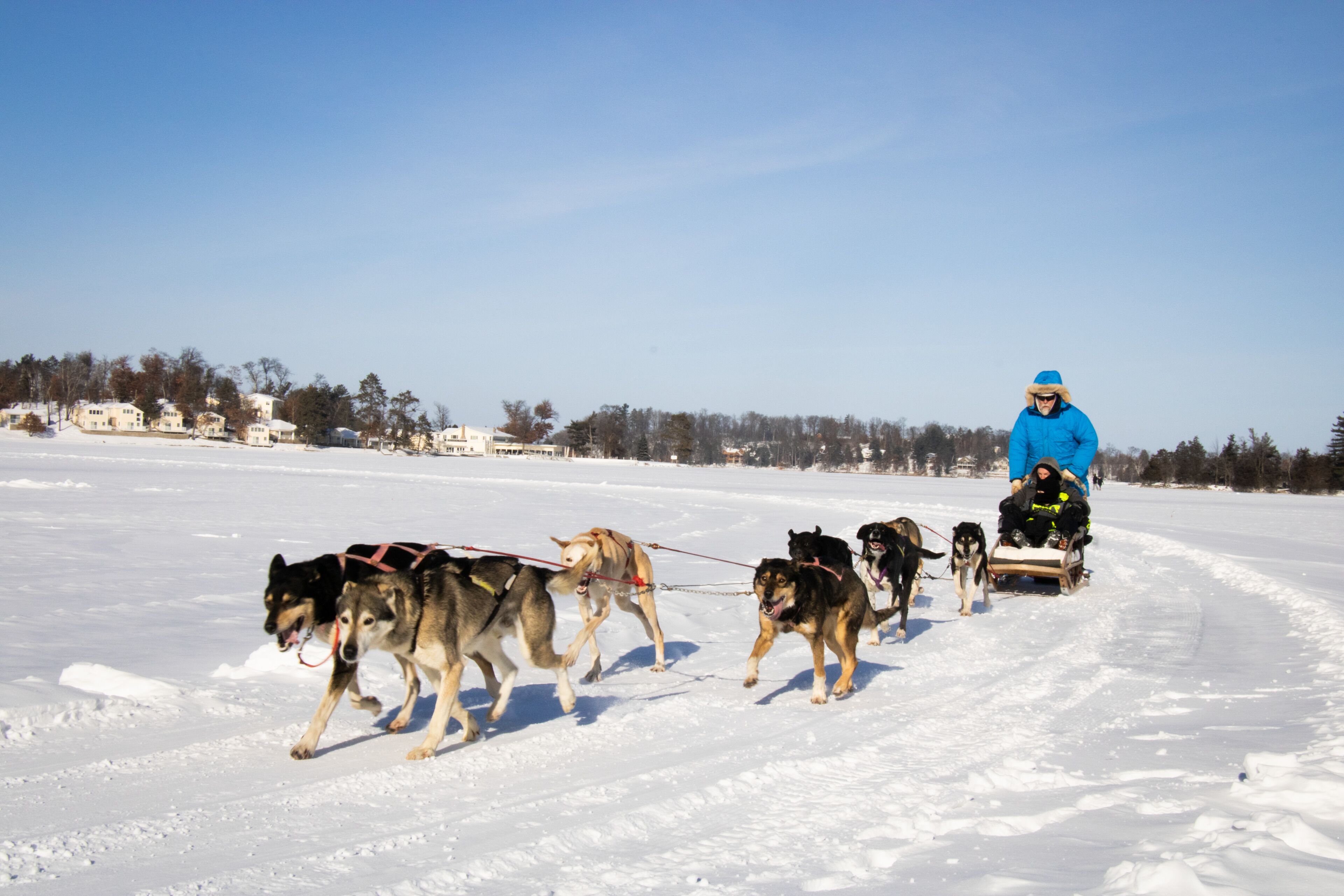 A person in a blue jacket pulling a sled with dogs on a snowy landscape.