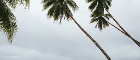 A calm sea with a boat and palm trees.