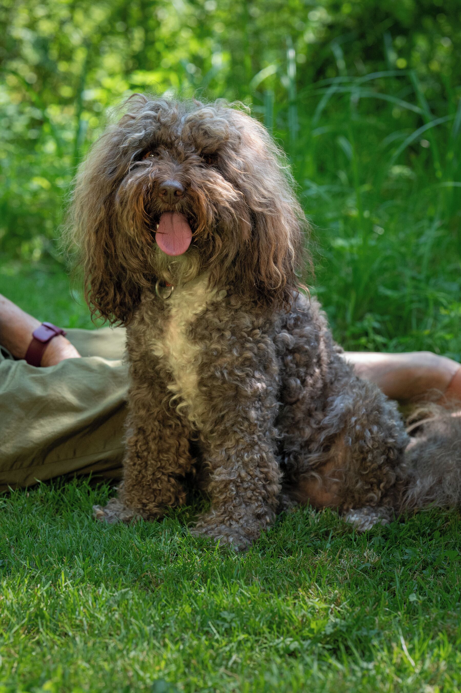 A dog sitting on grass.