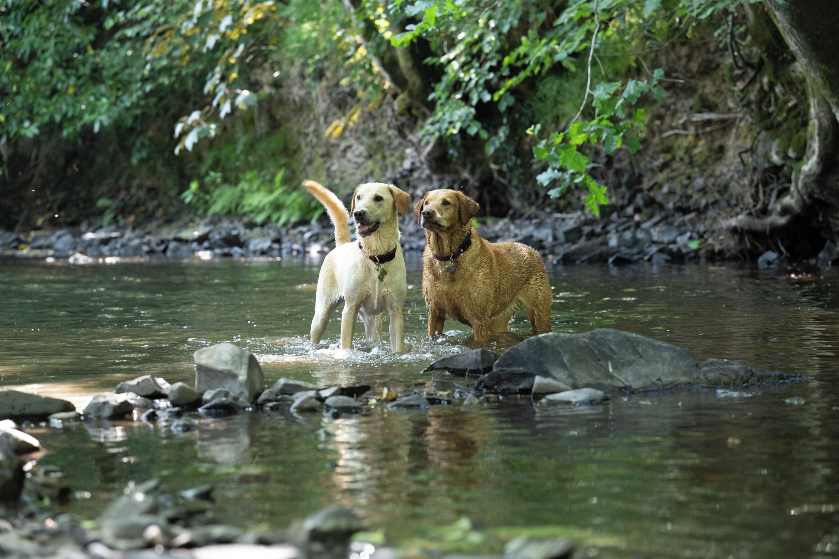 Two dogs standing in a river with rocks and greenery in the background.