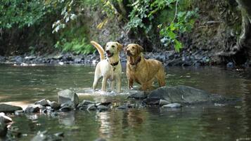 Two dogs standing in a river with rocks and greenery in the background.