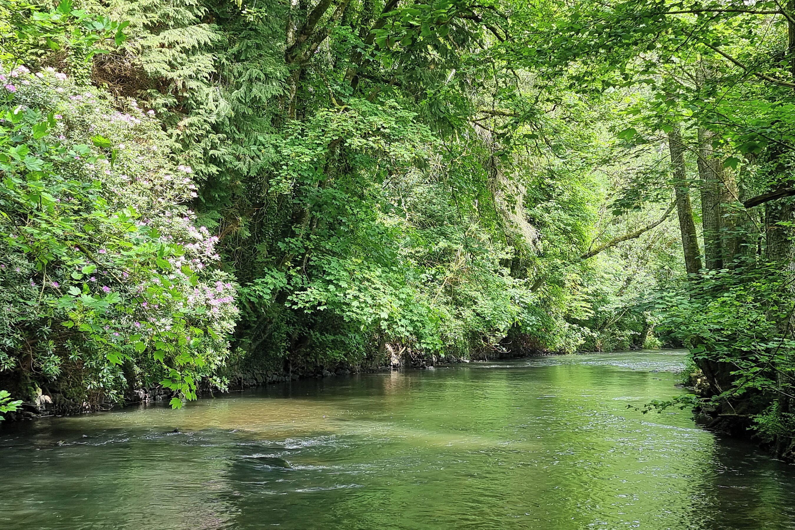A river surrounded by dense greenery and trees.