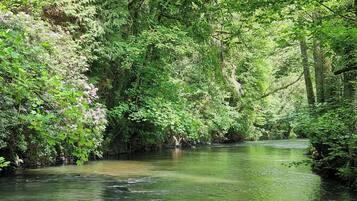 Een rivier omringd door weelderige begroeiing en bomen.