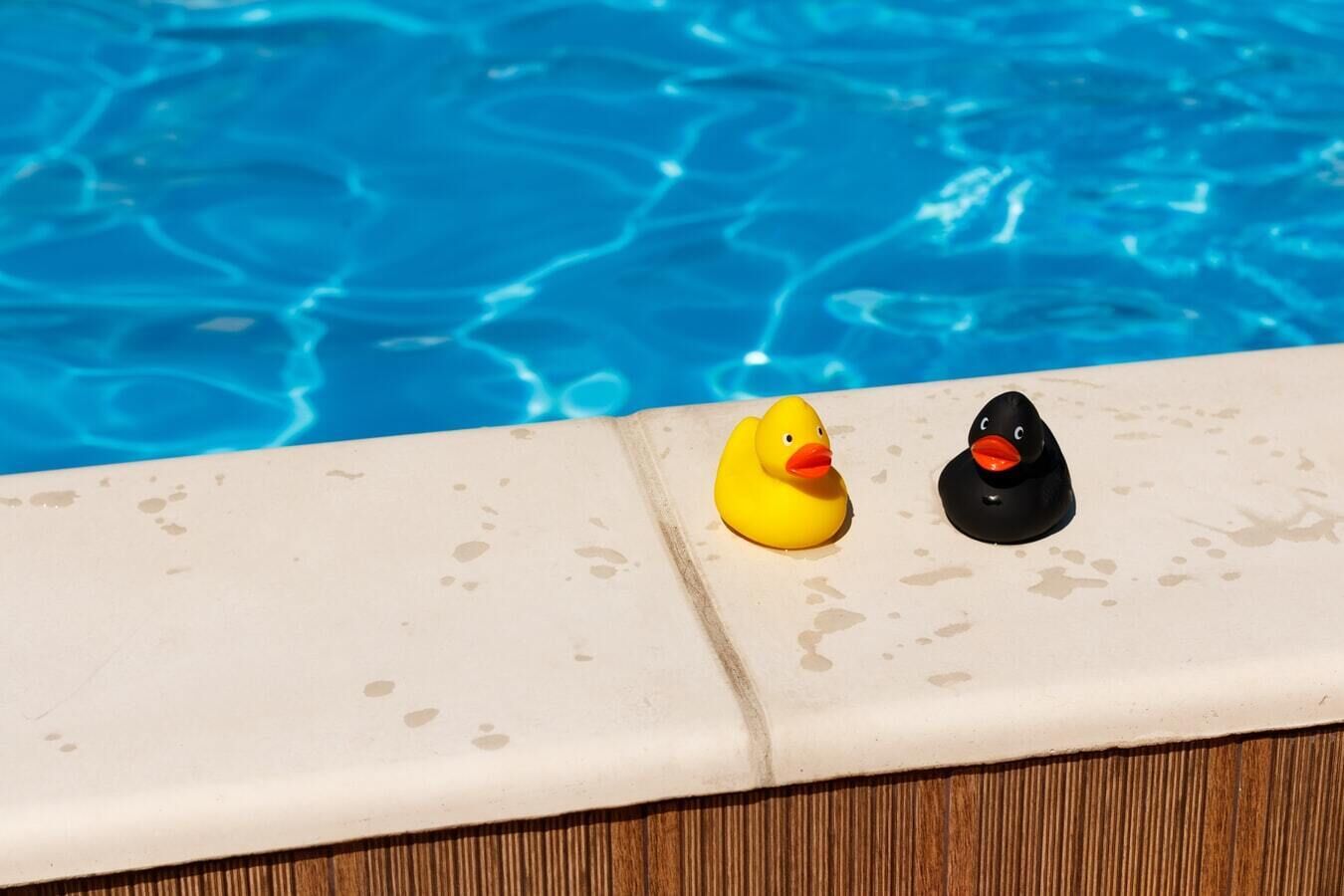 Dos patitos de goma en el borde de la piscina.
