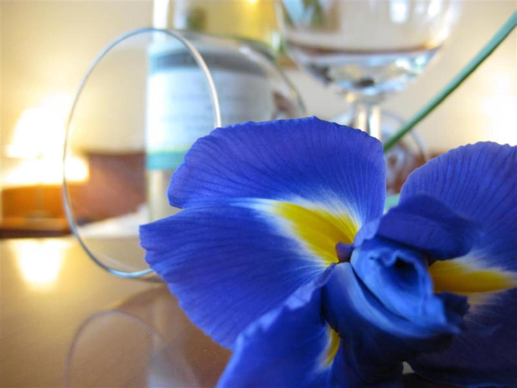 Close-up de uma flor de íris azul com centro amarelo, sobre uma superfície refletora.