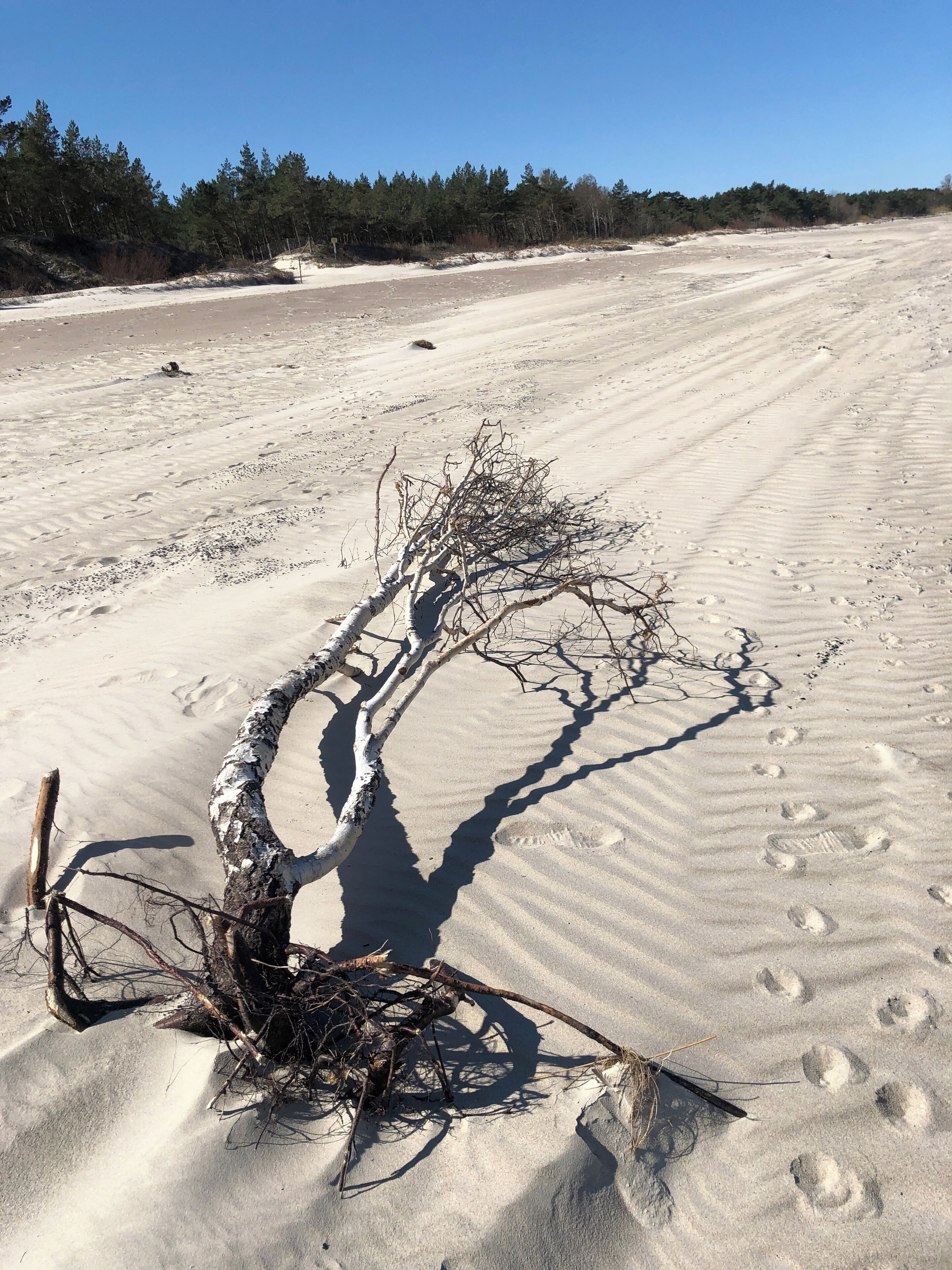 A sandy beach with footprints and a fallen tree.