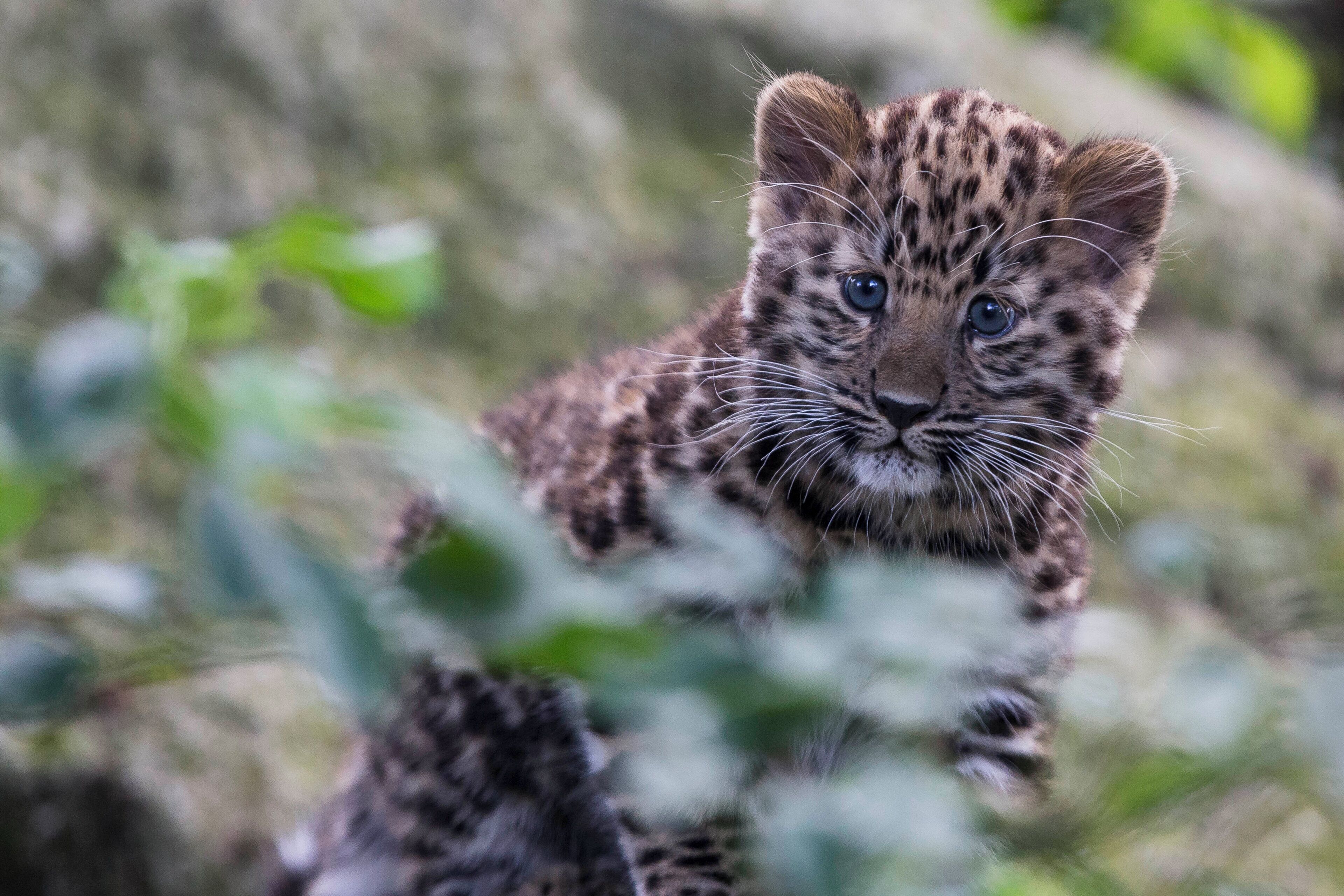 A young leopard cub in a natural setting with dense foliage in the background.
