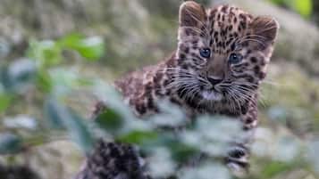 A young leopard cub in a natural setting with dense foliage in the background.