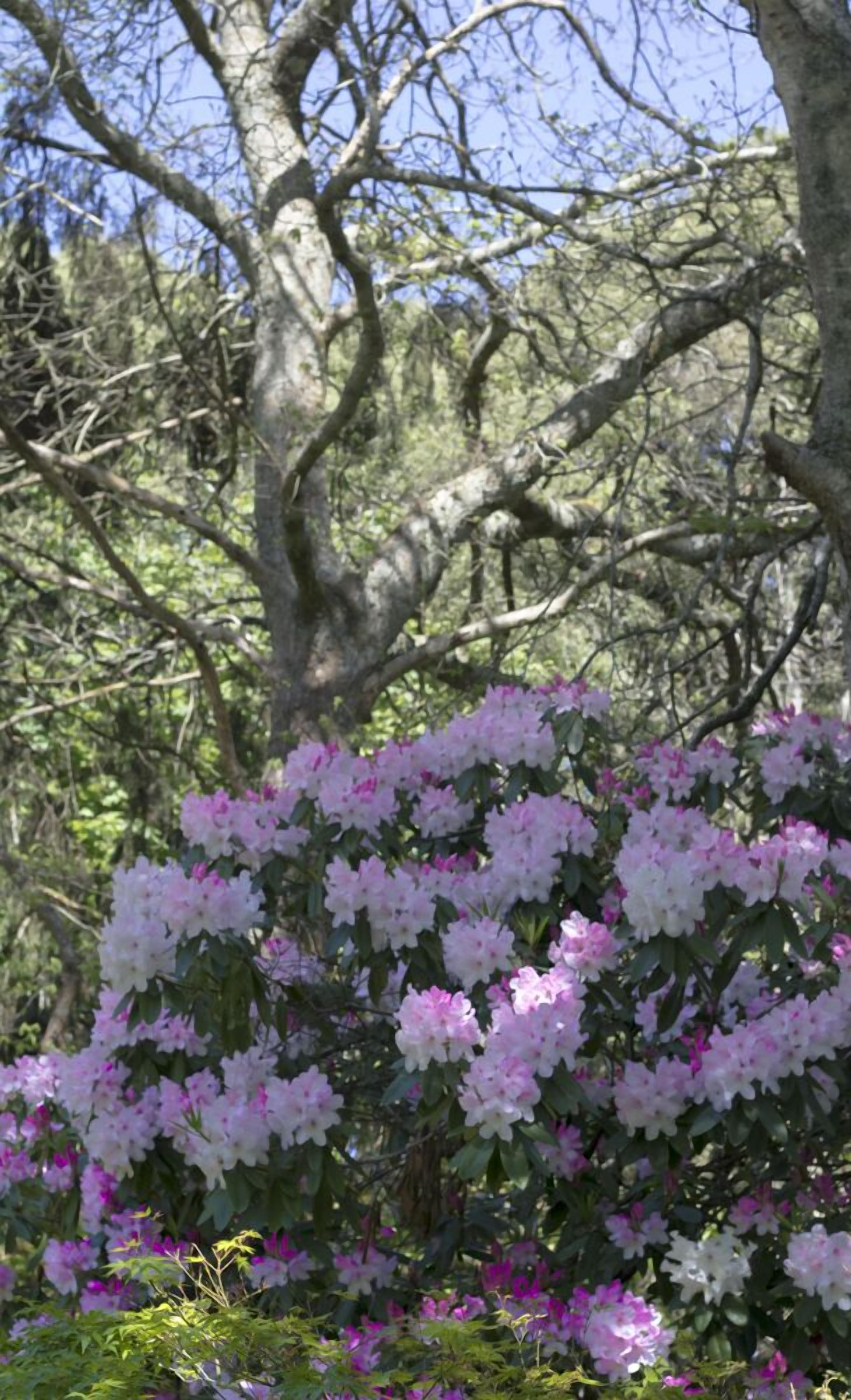 A garden with blooming rhododendrons and a large tree in the background.