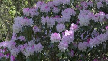 A garden with blooming rhododendrons and a large tree in the background.