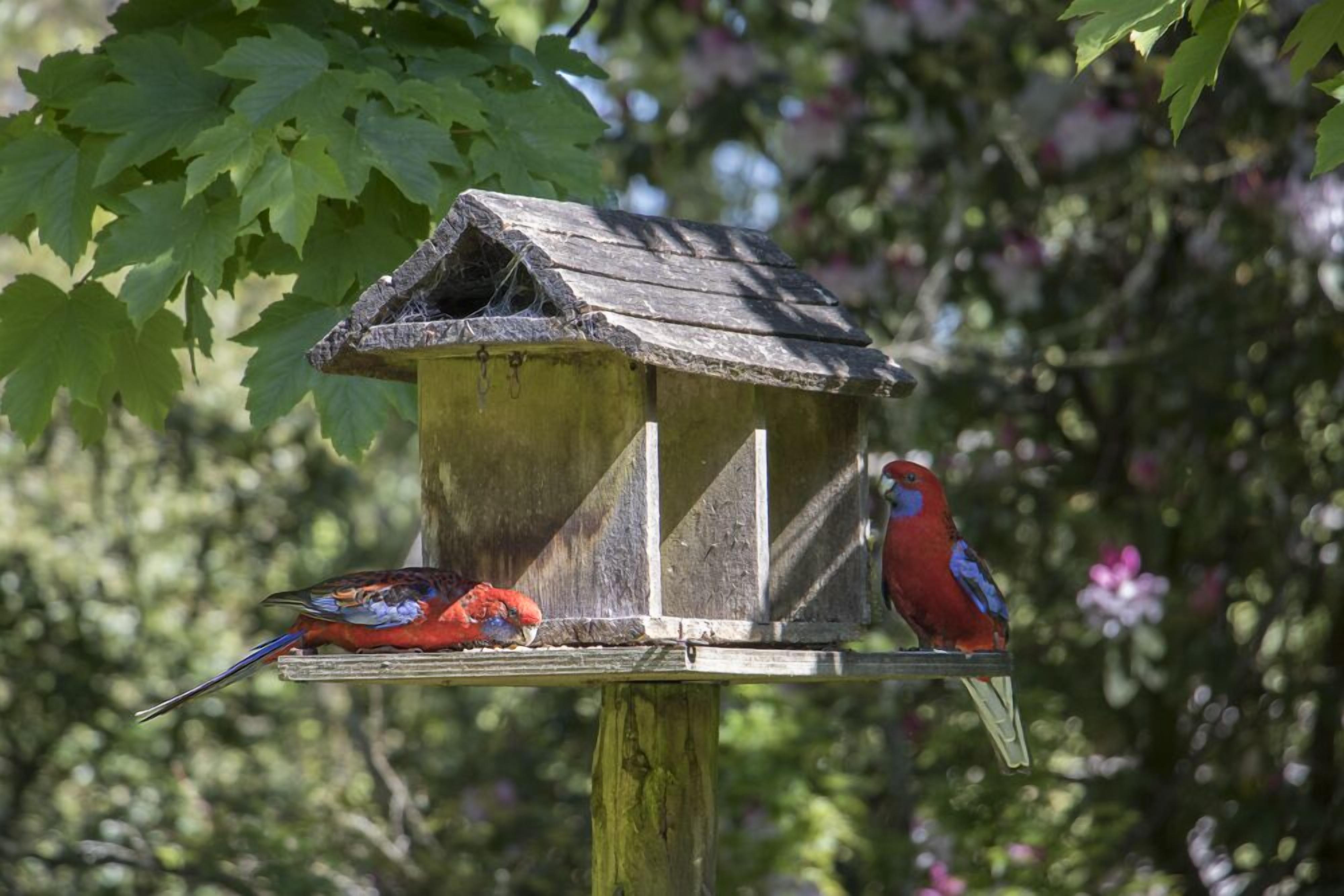 Une nichée à oiseaux en bois, sur laquelle sont perchés deux oiseaux aux couleurs vives.