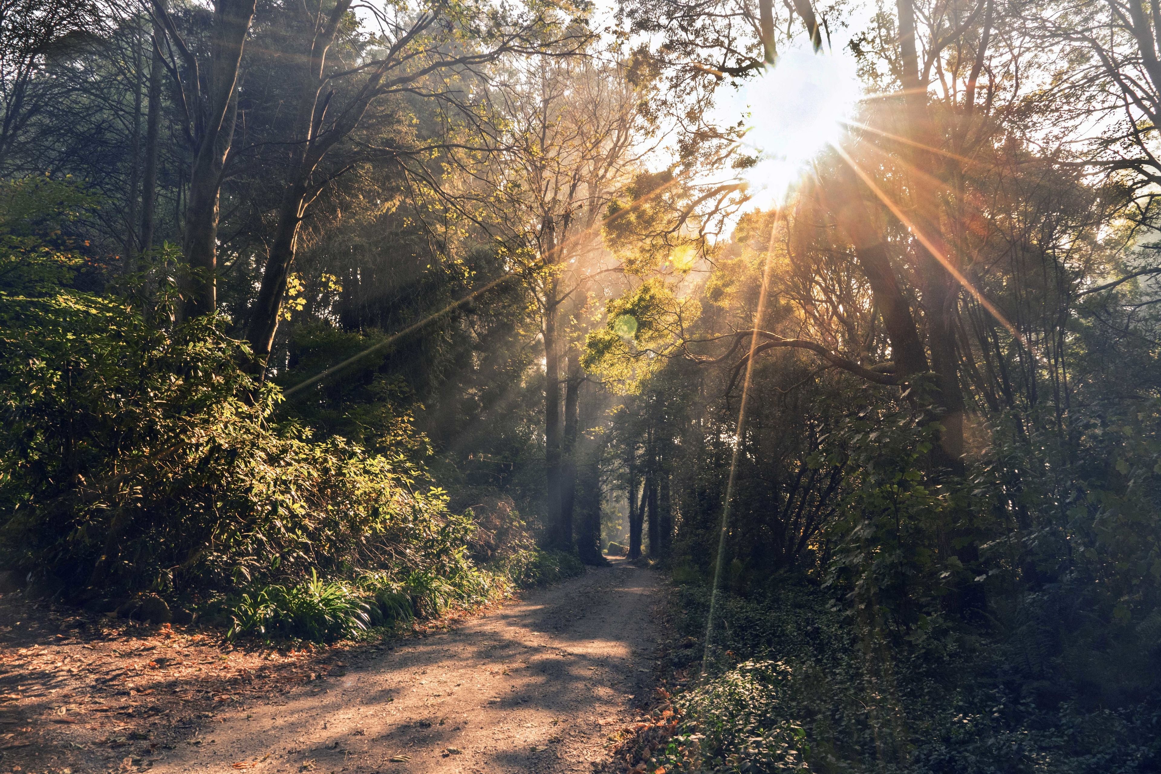 A forest path with sunlight filtering through trees.