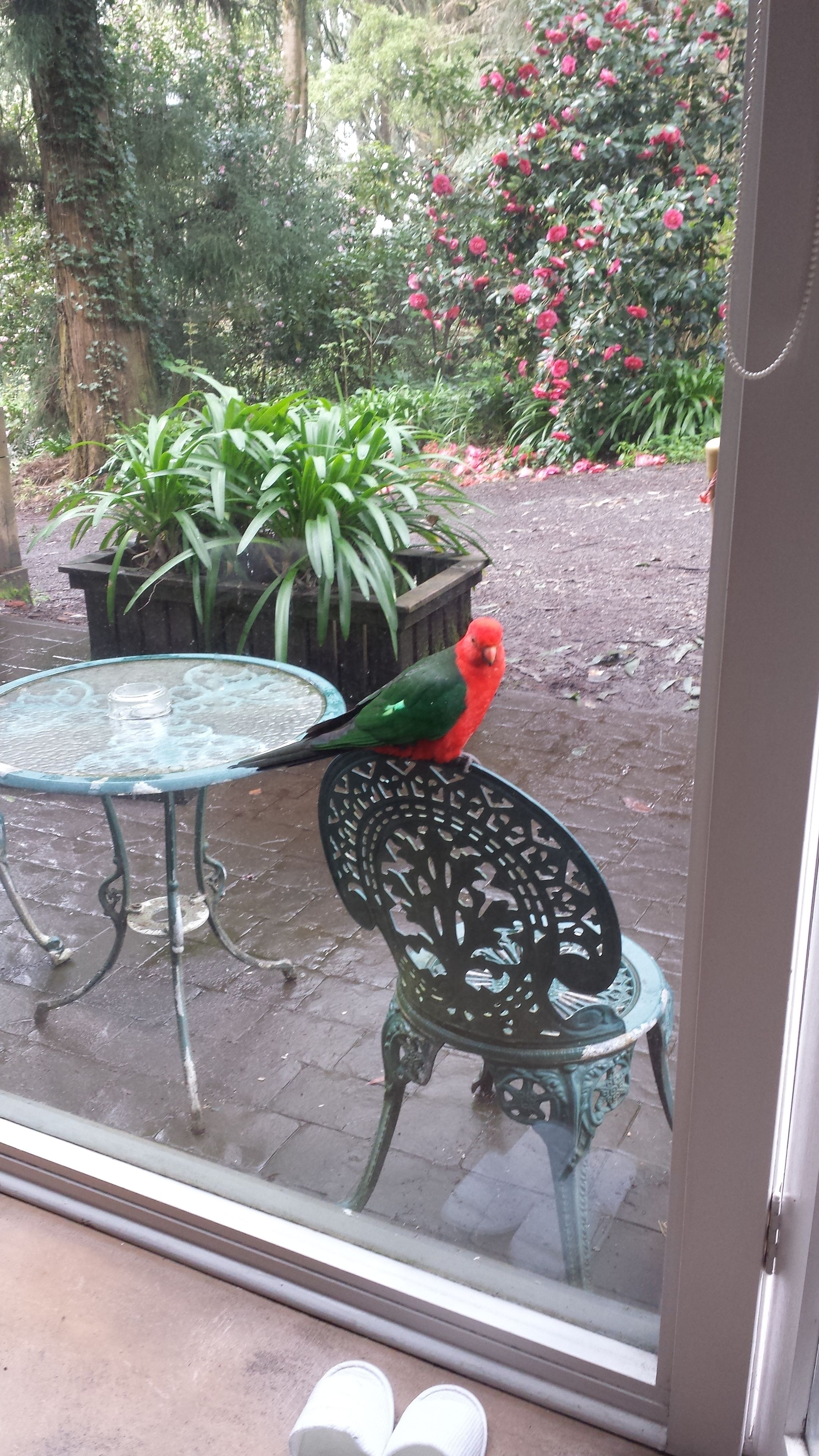Un loro rojo posado en una silla metálica frente a una puerta de vidrio.