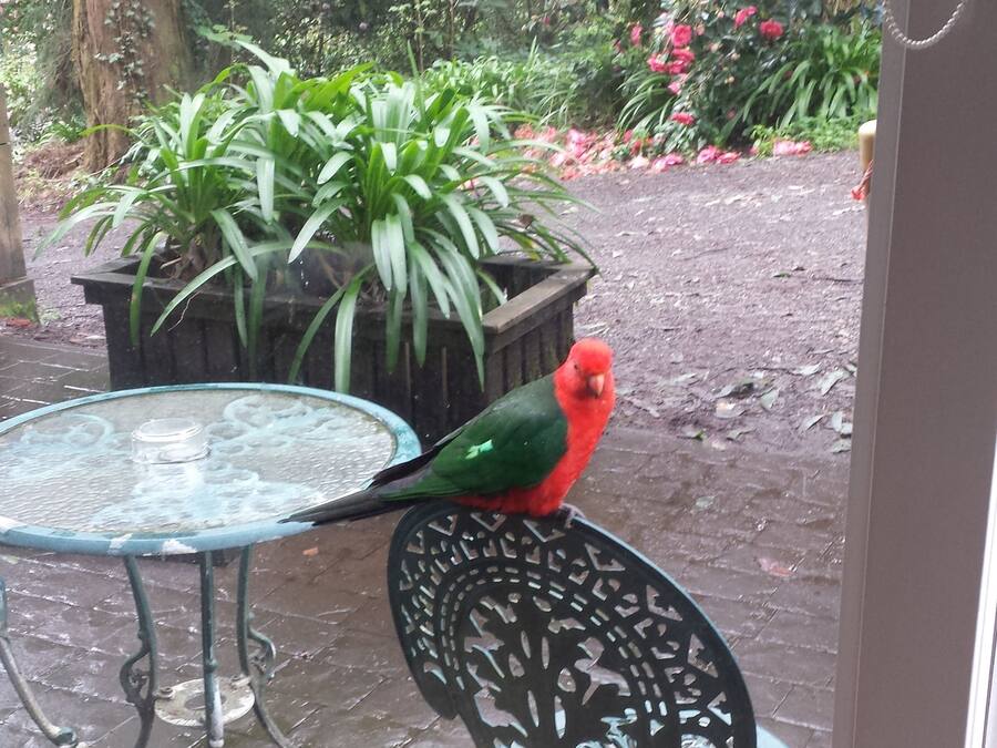 Un loro rojo posado en una silla metálica frente a una puerta de vidrio.