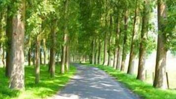 Un sentier bordé d’arbres.