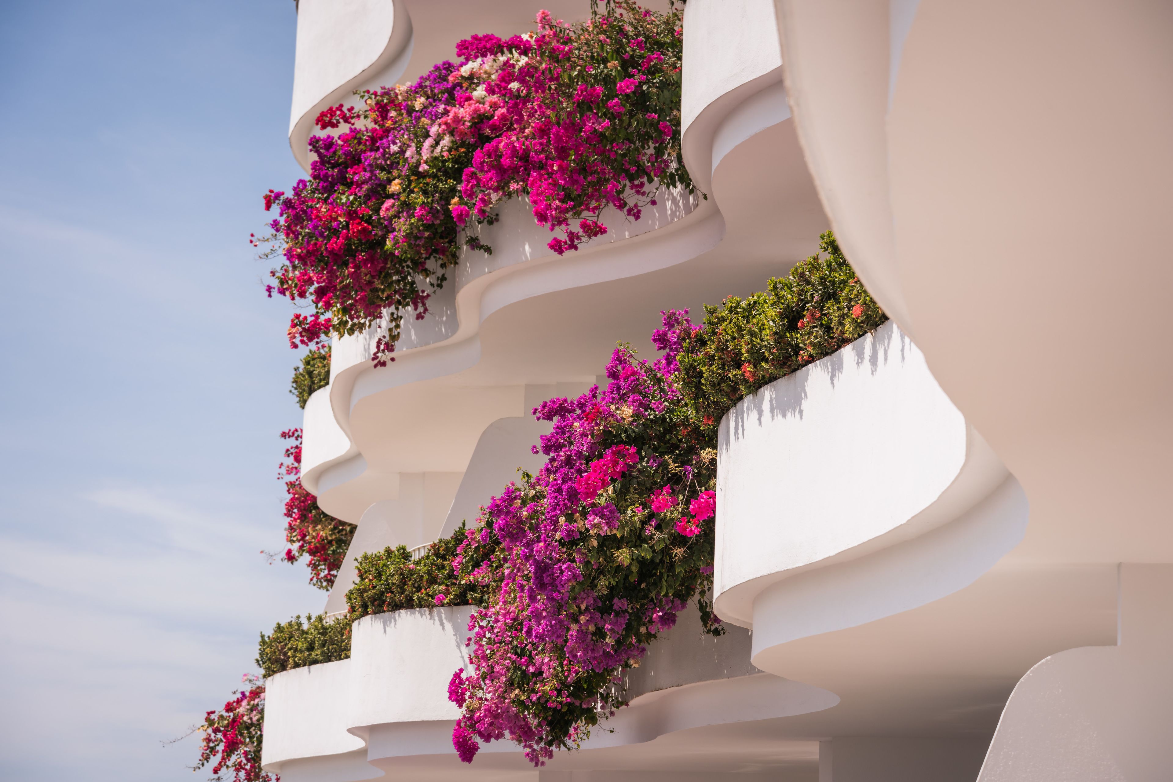A modern building with white balconies adorned with vibrant pink flowers.