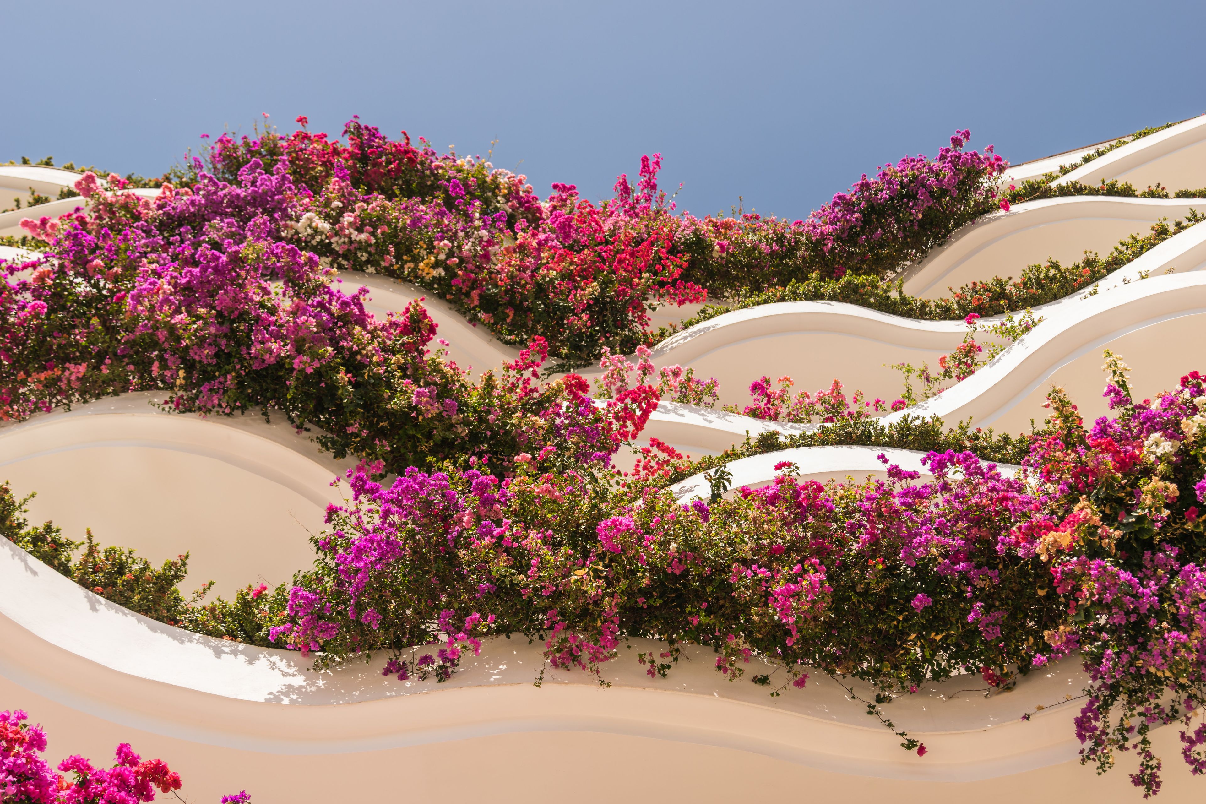 A desert landscape with undulating sand dunes covered in vibrant pink and purple bougainvillea flowers.