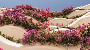 Paisaje desértico con dunas ondulantes cubiertas de vibrantes flores de buganvilla rosa y morada.