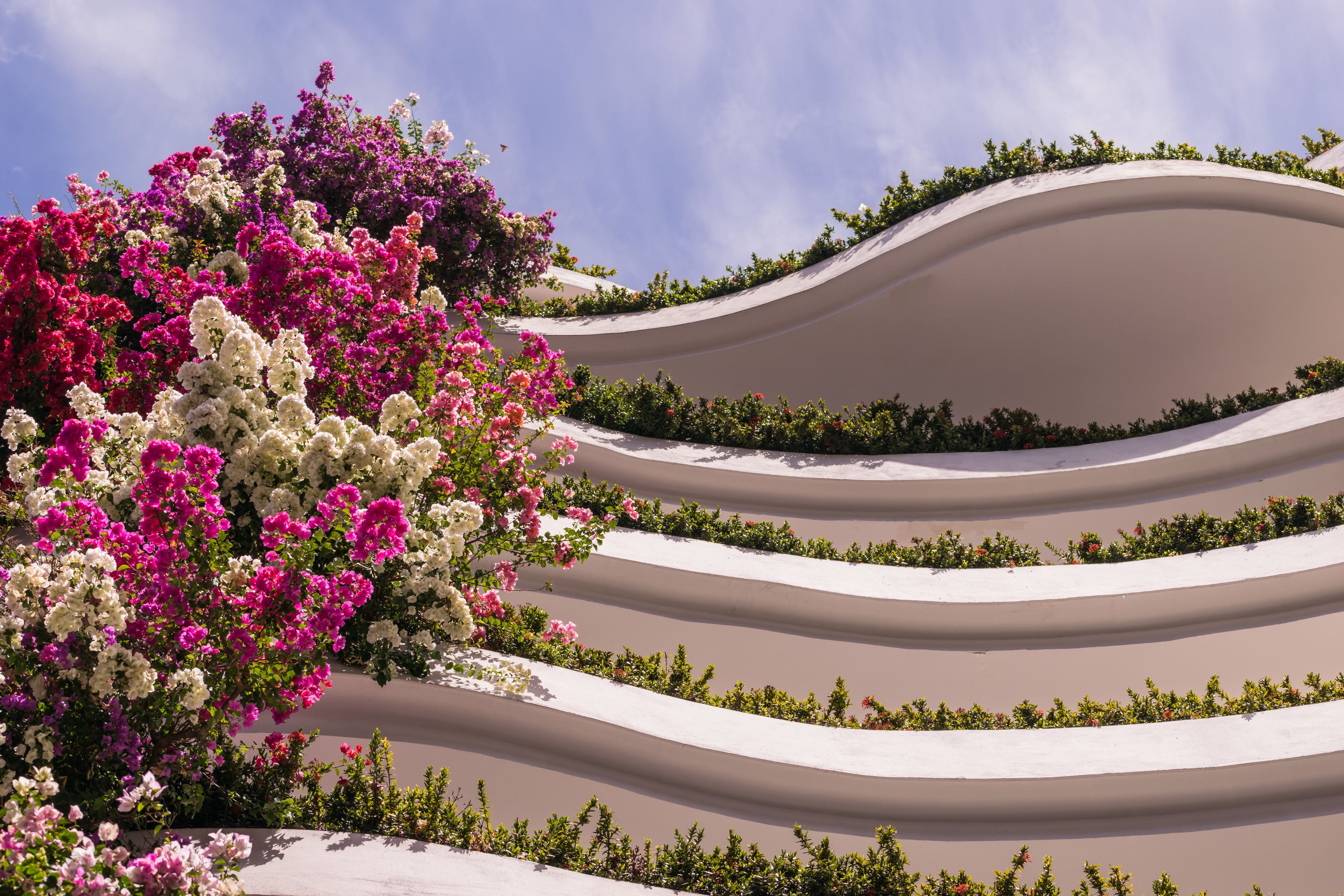 Ein angelegter Garten mit gestuften, weißen, gewölbten Terrassen und leuchtend rosa und weißen Blüten.
