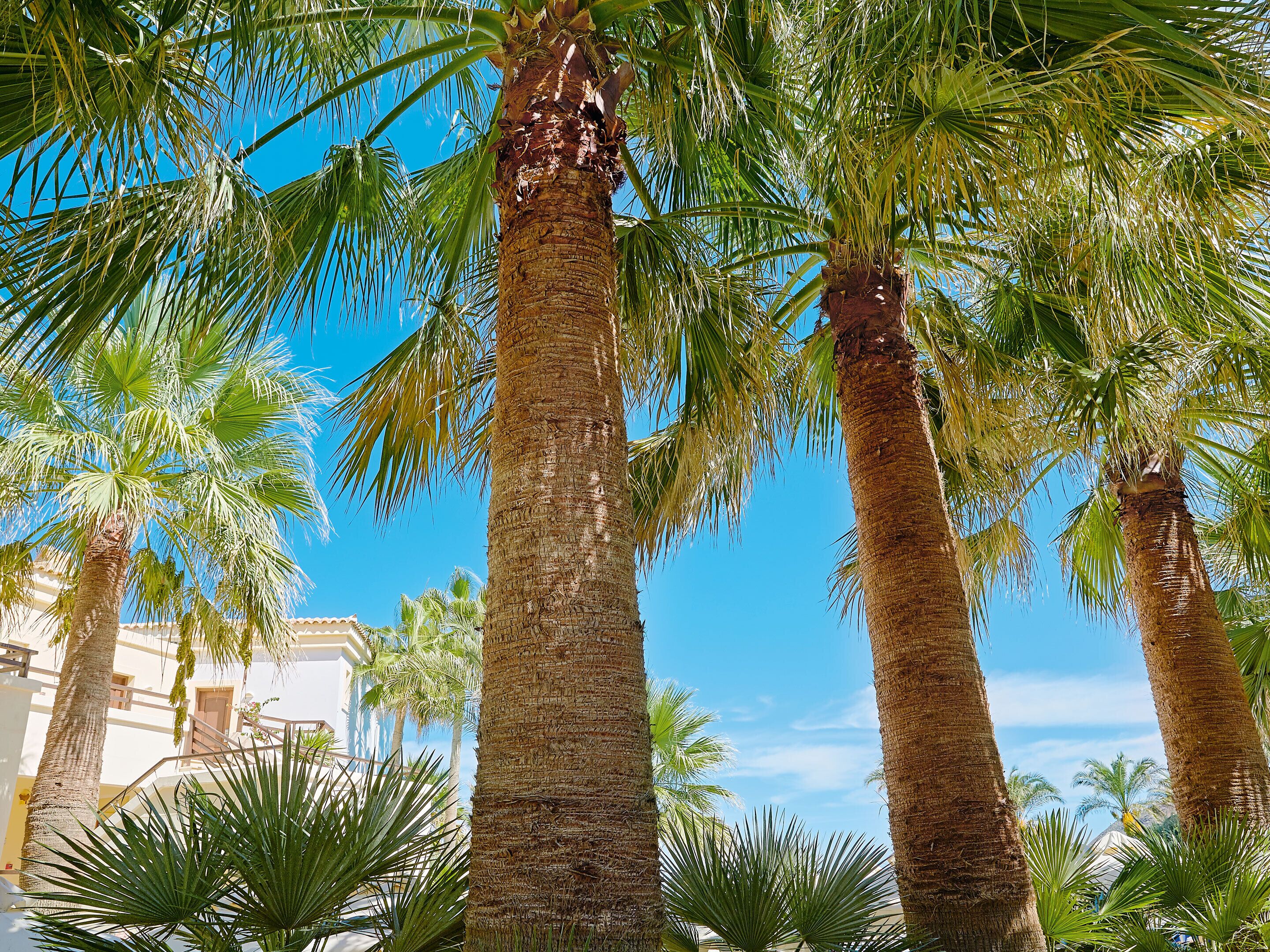 Casa Marina Family Apartment, Pool \ Garden View | Ropa de cama de alta calidad y minibar 
