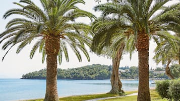 A pathway lined with palm trees leading to a body of water with a distant hill and buildings.