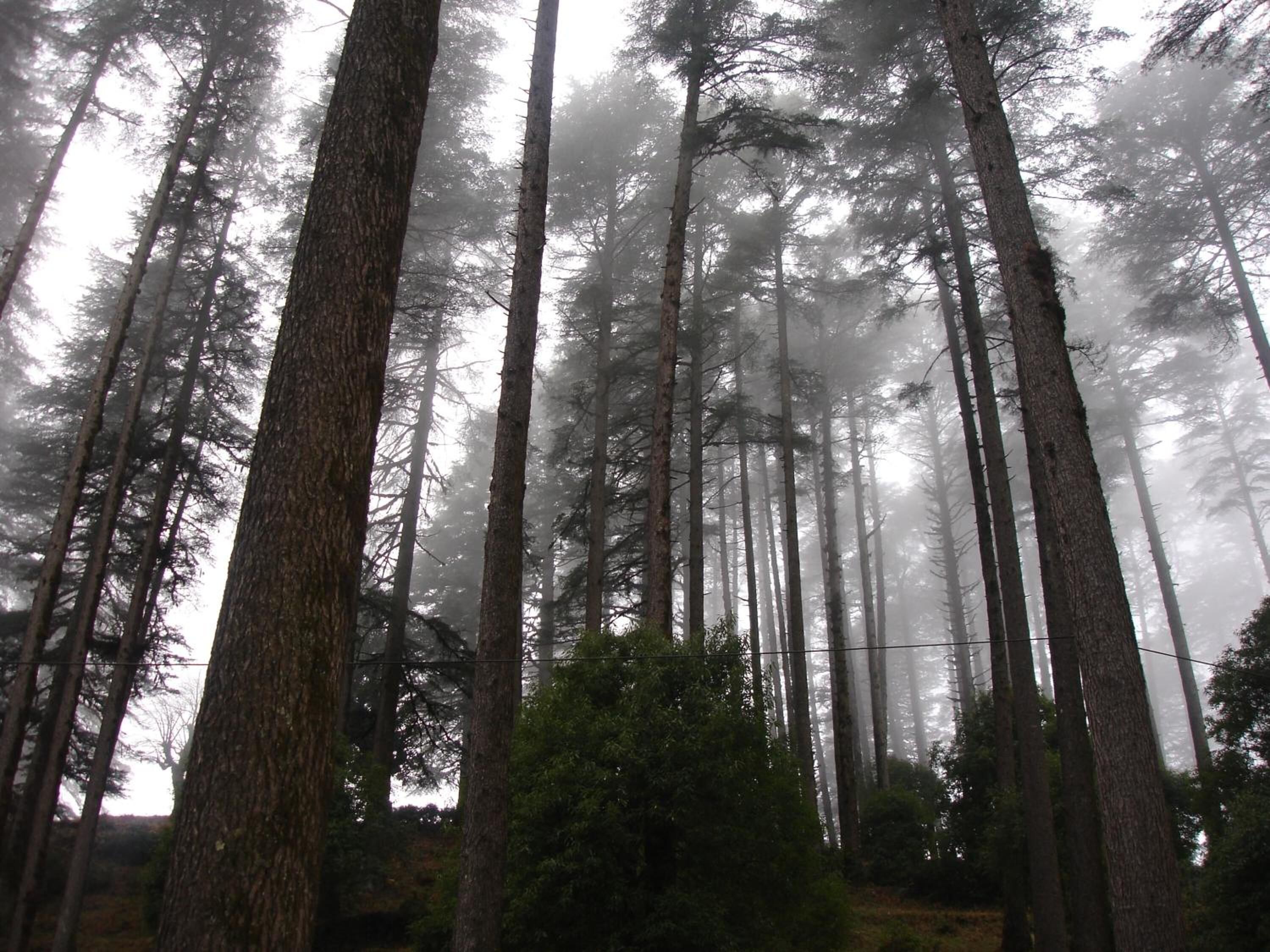 A dense forest with tall trees and a misty atmosphere.
