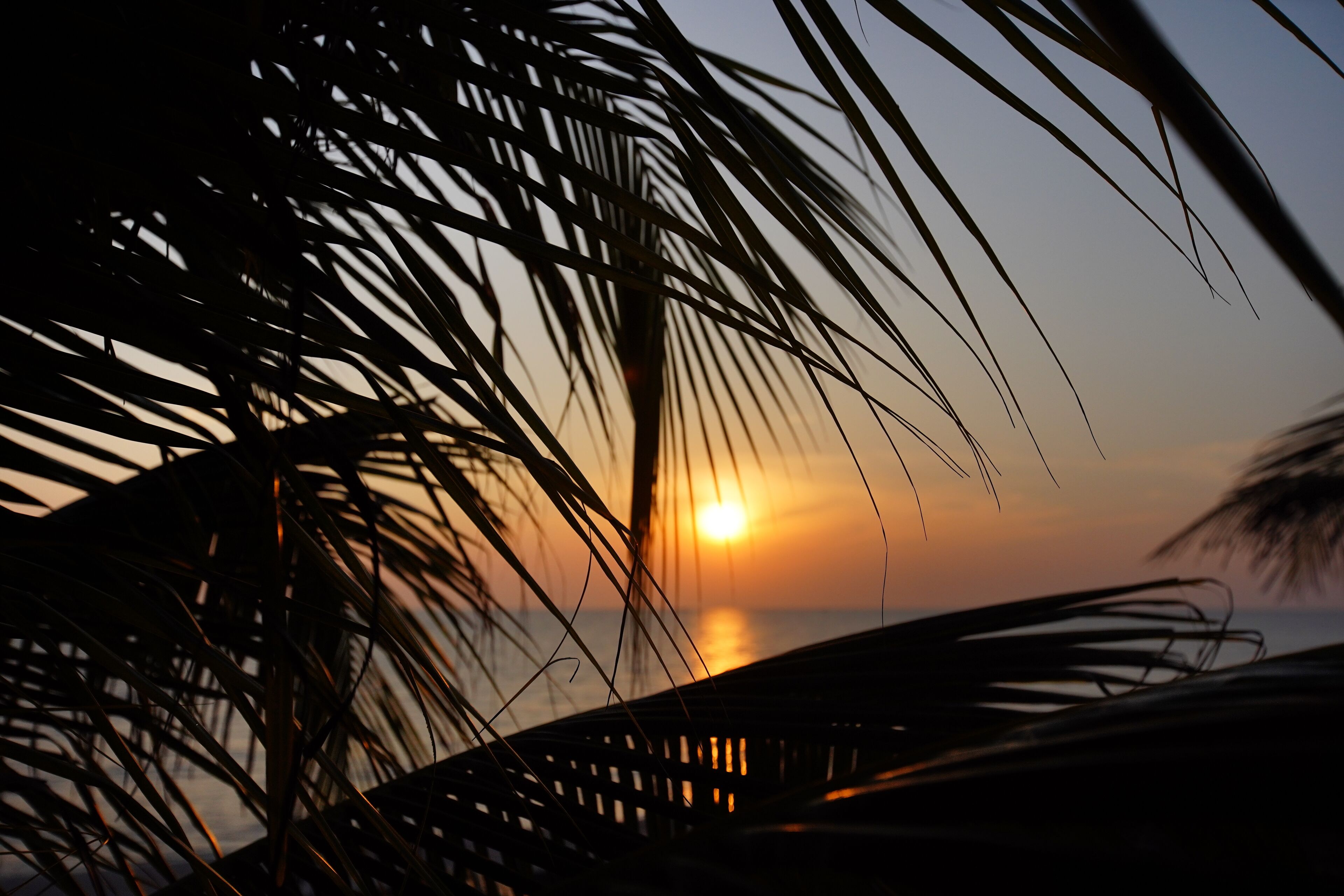 Une vue sur le coucher de soleil, avec des palmiers au premier plan.
