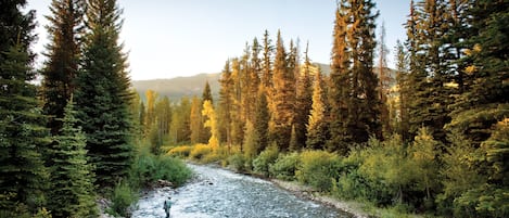 A river flowing through a dense forest with tall trees and a clear sky.