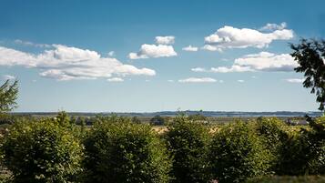 Viñedo con hileras de vides y un cielo azul despejado con nubes dispersas.