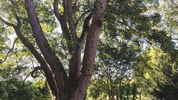 Un gran árbol con un puente metálico al fondo.