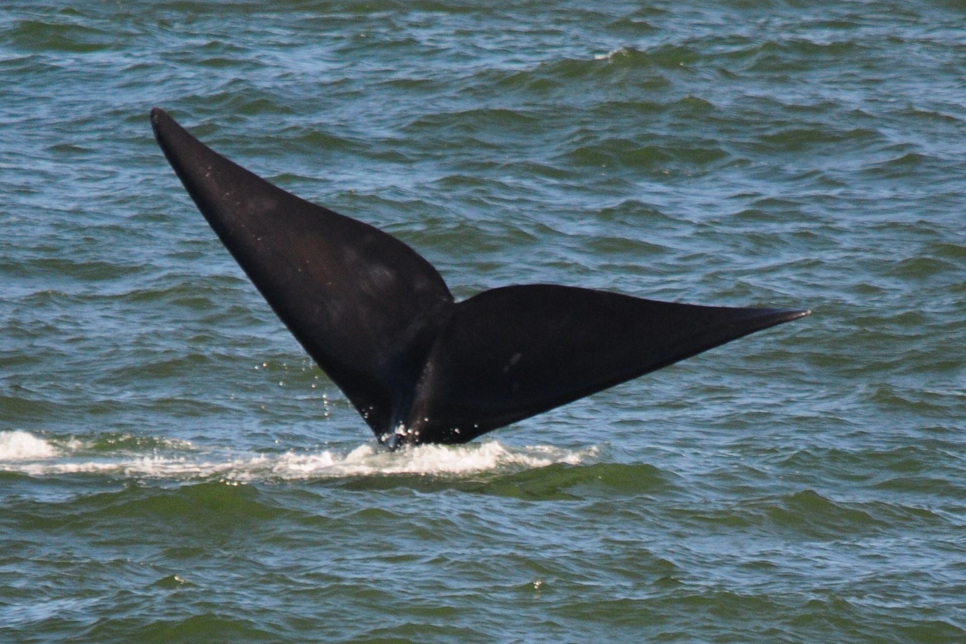 A whale's tail above the water.