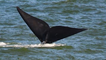 A whale's tail above the water.