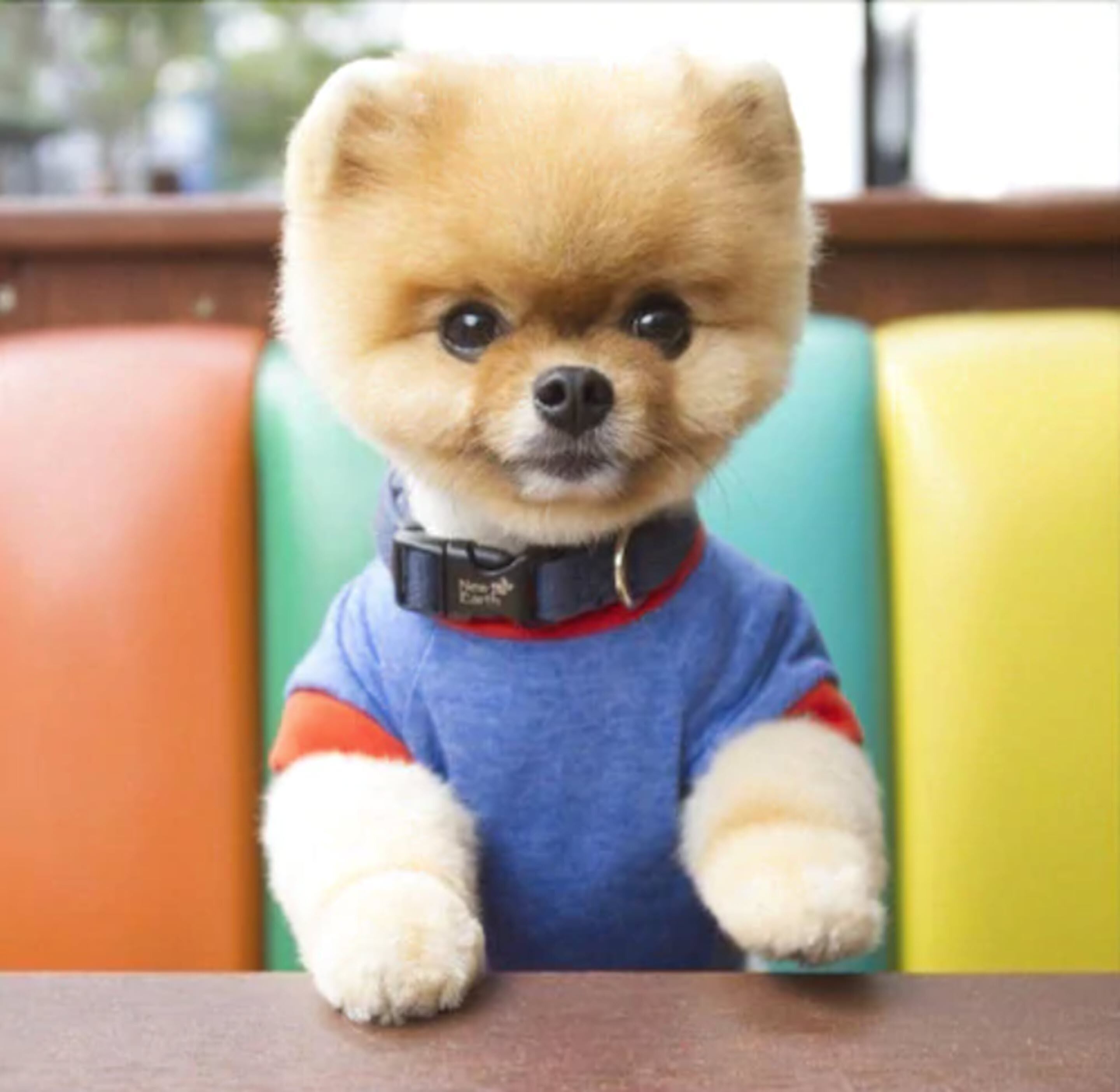 Un perro pequeño con una camisa azul y un collar, sentado a una mesa de madera.
