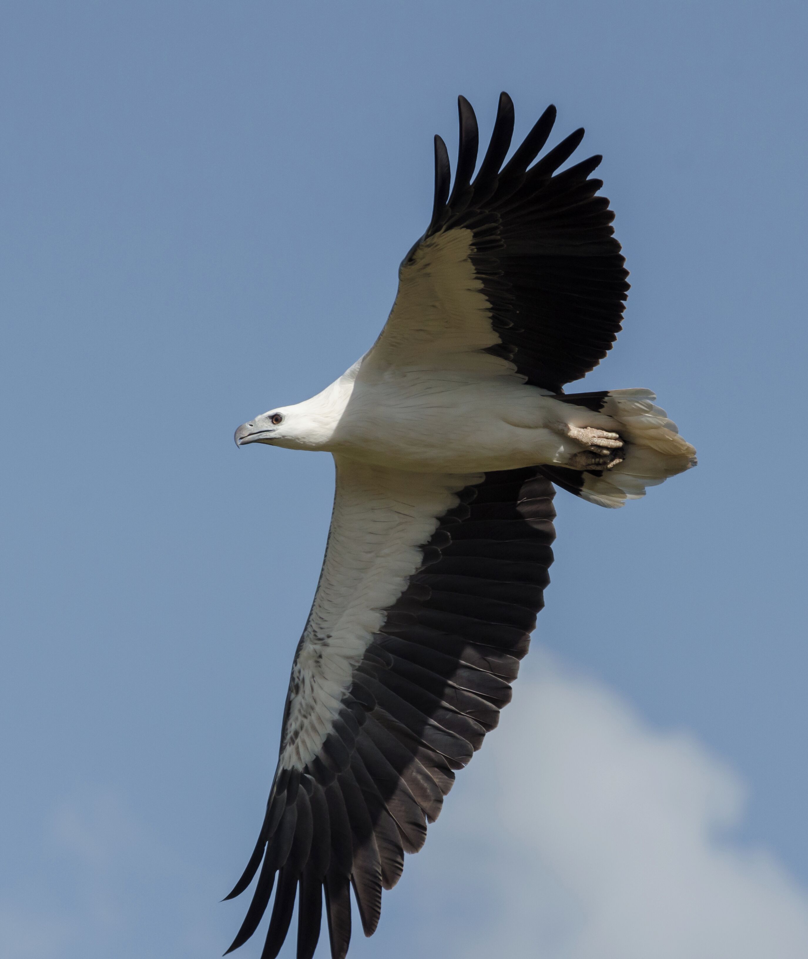 An eagle in flight against a clear sky.