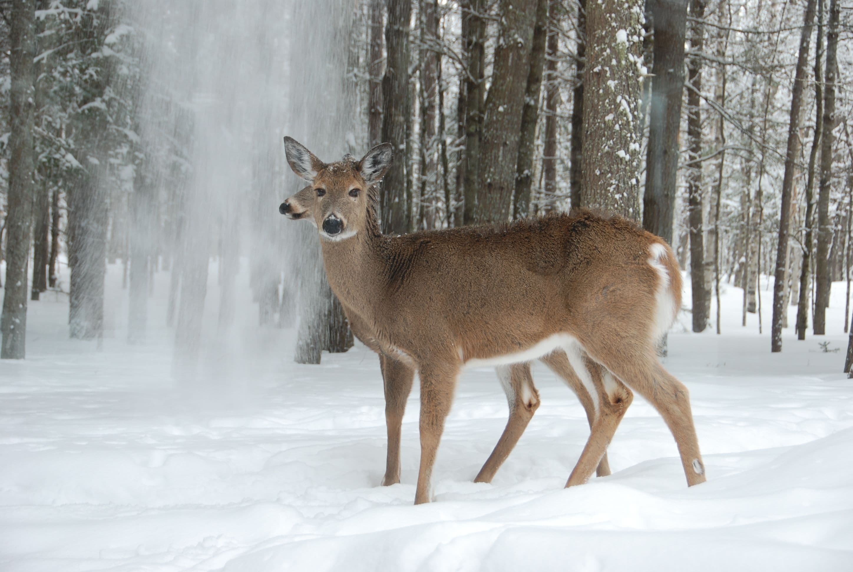 A deer in a snowy forest.
