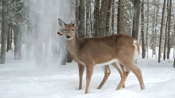 A deer in a snowy forest.