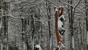 Escena nevada de un bosque con una estatua de perro.