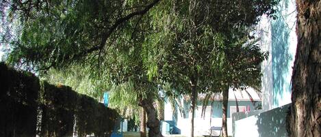 Un sendero bordeado de árboles y un edificio al fondo.
