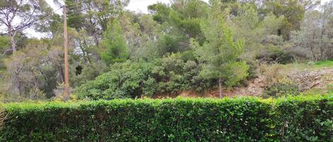 A landscaped area with a neatly trimmed hedge, various trees, and a utility pole.