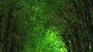 A pathway lined with bamboo trees and lanterns, leading to a building with a red roof. - Saree Samui Natures Finest Resort (Koh Samui)
